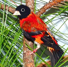 Red Siskin