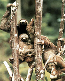 Brazilian Three-toed Sloth