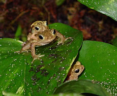 African Viviparous Toad