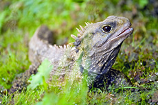 Tuatara