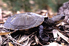 Short-necked Turtle