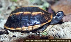 Three-keeled Asian Turtle