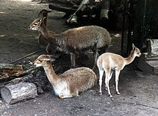 Vicuna