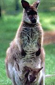 Bridled Nail-tailed Wallaby