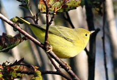 Barbados Yellow Warbler