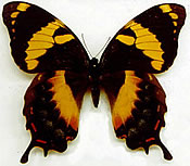 Jamaican Giant Swallowtail Butterfly