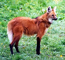 Maned Wolf