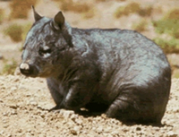 Northern Hairy-nosed Wombat