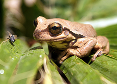 Aquatic Treefrog