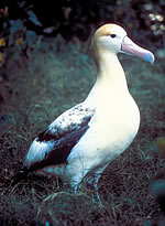 Short-tailed Albatross