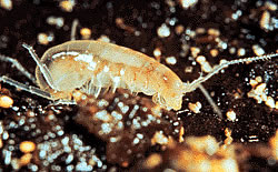 Kauai Cave Amphipod