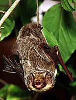 Hawaiian Hoary Bat