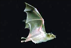 Mexican Long-nosed Bat