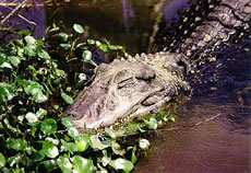 Black Caiman