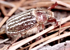 Mt. Hermon June Beetle