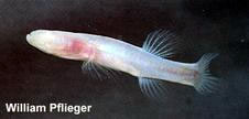 Alabama Cavefish