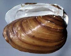 Southern Clubshell