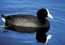 Hawaiian Coot