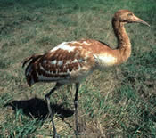 Whooping Crane