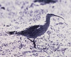 Eskimo Curlew