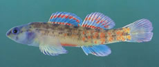 Watercress Darter