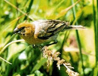 Laysan Finch