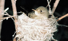 Southwestern Willow Flycatcher