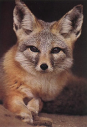 San Joaquin Kit Fox