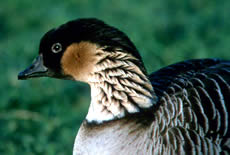 Hawaiian Goose