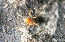 Bee Creek Cave Harvestman