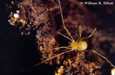 Bone Cave Harvestman