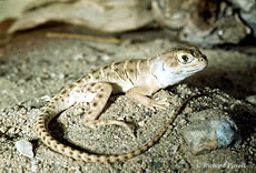 Blunt-nosed Leopard Lizard