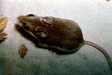 Beach Mouse Facts - Photos - Earth's Endangered Creatures