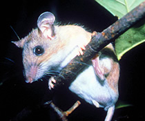 Key Largo Cotton Mouse