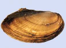 Scaleshell Mussel
