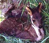 Dwarf Musk Deer