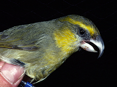 Maui Parrotbill