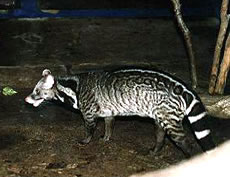 Malabar Large-spotted Civet
