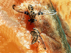 Drosophila heteroneura