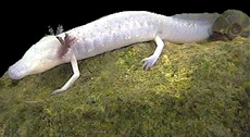 Texas Blind Salamander