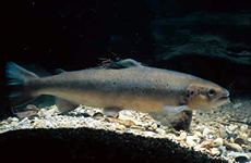 Atlantic Salmon