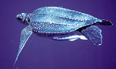 Leatherback Sea Turtle