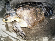 Olive Ridley Sea Turtle