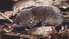 Buena Vista Lake Ornate Shrew