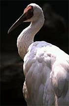 Siberian White Crane