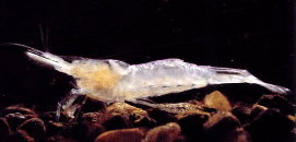 Kentucky Cave Shrimp