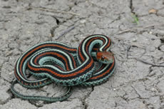 San Francisco Garter Snake