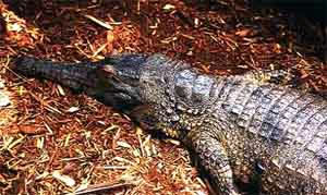 African Slender-snouted Crocodile