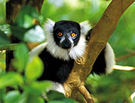 Black-and-white Ruffed Lemur