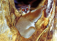 White-footed Sportive Lemur